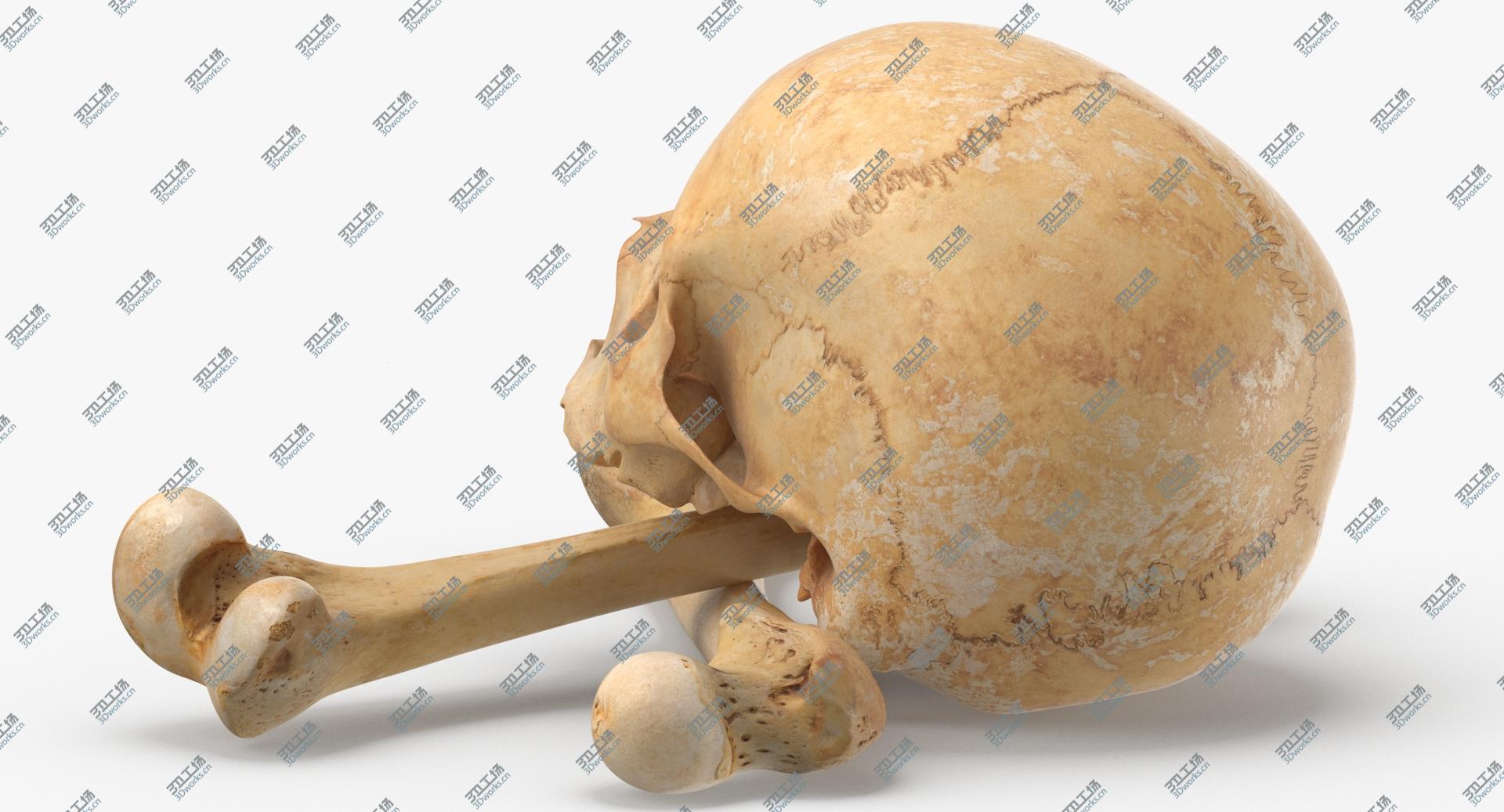 images/goods_img/202104091/3D Pirate Skull and Bones Composition 01 model/5.jpg